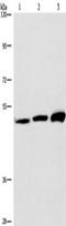 Von Willebrand Factor A Domain Containing 5A antibody, TA349707, Origene, Western Blot image 