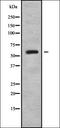 ER Degradation Enhancing Alpha-Mannosidase Like Protein 2 antibody, orb338299, Biorbyt, Western Blot image 