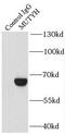MutY DNA Glycosylase antibody, FNab05446, FineTest, Immunoprecipitation image 