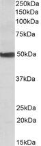 Endogenous Retrovirus Group 3 Member 1, Envelope antibody, 42-697, ProSci, Enzyme Linked Immunosorbent Assay image 