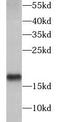 hAG-2 antibody, FNab00219, FineTest, Western Blot image 