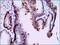 Parotid secretory protein antibody, GTX60590, GeneTex, Immunohistochemistry paraffin image 