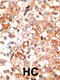Gap Junction Protein Gamma 1 antibody, 58-182, ProSci, Immunohistochemistry paraffin image 