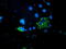 Decaprenyl-diphosphate synthase subunit 2 antibody, TA503973, Origene, Immunofluorescence image 