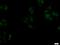 Sterile Alpha Motif Domain Containing 14 antibody, 22009-1-AP, Proteintech Group, Immunofluorescence image 