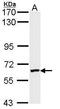Fragile X mental retardation syndrome-related protein 1 antibody, PA5-29853, Invitrogen Antibodies, Western Blot image 