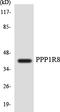NIPP1 antibody, LS-C200514, Lifespan Biosciences, Western Blot image 