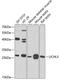 Ubiquitin C-Terminal Hydrolase L3 antibody, 23-437, ProSci, Western Blot image 