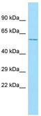 Testis Associated Actin Remodelling Kinase 2 antibody, TA331365, Origene, Western Blot image 