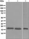 p16-INK4 antibody, ab108349, Abcam, Western Blot image 