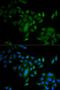 Caspase 9 antibody, LS-C332215, Lifespan Biosciences, Immunofluorescence image 