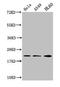 H12 antibody, LS-C670351, Lifespan Biosciences, Western Blot image 