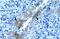 GATA Binding Protein 3 antibody, ARP32548_P050, Aviva Systems Biology, Immunohistochemistry frozen image 