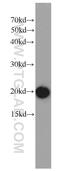 Actin Related Protein 2/3 Complex Subunit 5 Like antibody, 22025-1-AP, Proteintech Group, Western Blot image 