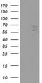 Cytochrome P450 Family 2 Subfamily J Member 2 antibody, NBP2-46419, Novus Biologicals, Western Blot image 