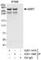Nuclear Receptor Corepressor 2 antibody, A301-148A, Bethyl Labs, Immunoprecipitation image 