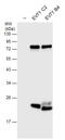 Enterovirus antibody, GTX132357, GeneTex, Western Blot image 