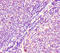 HRas Proto-Oncogene, GTPase antibody, A54527-100, Epigentek, Immunohistochemistry paraffin image 