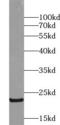 Growth Hormone 1 antibody, FNab03660, FineTest, Western Blot image 