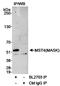 Serine/threonine-protein kinase MST4 antibody, A300-565A, Bethyl Labs, Immunoprecipitation image 