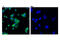 Ret Proto-Oncogene antibody, 14698S, Cell Signaling Technology, Immunofluorescence image 