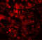 E3 ubiquitin-protein ligase BRE1A antibody, 7357, ProSci Inc, Immunofluorescence image 