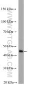 Acyl-CoA Dehydrogenase Medium Chain antibody, 55210-1-AP, Proteintech Group, Western Blot image 