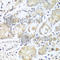 Rab effector Noc2 antibody, A4311, ABclonal Technology, Immunohistochemistry paraffin image 