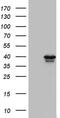 Core histone macro-H2A.2 antibody, MA5-26594, Invitrogen Antibodies, Western Blot image 