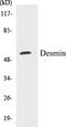 Desmin antibody, EKC1170, Boster Biological Technology, Western Blot image 