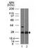 Erythropoietin antibody, 33-731, ProSci, Western Blot image 