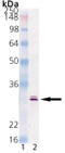 HSP30 antibody, ADI-SPA-300-D, Enzo Life Sciences, Western Blot image 