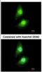 Src Kinase Associated Phosphoprotein 1 antibody, NBP2-20377, Novus Biologicals, Immunocytochemistry image 