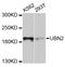 Ubinuclein 2 antibody, abx126756, Abbexa, Western Blot image 