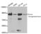 Transglutaminase 2 antibody, AHP2532, Bio-Rad (formerly AbD Serotec) , Western Blot image 