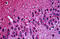 Tubulin Beta 3 Class III antibody, MBS244264, MyBioSource, Immunohistochemistry frozen image 