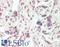 Nadrin antibody, LS-B13761, Lifespan Biosciences, Immunohistochemistry paraffin image 