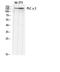 Phospholipase C Gamma 2 antibody, STJ95160, St John