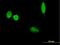 Isthmin 2 antibody, H00145501-B01P, Novus Biologicals, Immunofluorescence image 