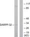 Protein Phosphatase 1 Regulatory Inhibitor Subunit 1B antibody, LS-C117518, Lifespan Biosciences, Western Blot image 