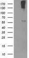 Cytochrome P450 Family 2 Subfamily J Member 2 antibody, CF503516, Origene, Western Blot image 