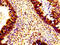Histone H1.5 antibody, LS-C673223, Lifespan Biosciences, Immunohistochemistry paraffin image 