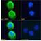 La Ribonucleoprotein Domain Family Member 1B antibody, LS-C55051, Lifespan Biosciences, Immunofluorescence image 