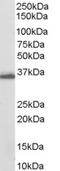Prostaglandin F synthase antibody, EB06637, Everest Biotech, Western Blot image 