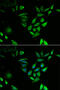 Nuclear Transport Factor 2 antibody, 15-080, ProSci, Immunofluorescence image 