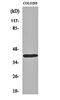Homeobox protein DLX-4 antibody, orb160775, Biorbyt, Western Blot image 