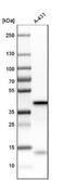 Serpin Family B Member 6 antibody, NBP1-86642, Novus Biologicals, Western Blot image 