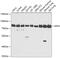 Moesin antibody, 14-444, ProSci, Western Blot image 