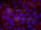 Kinase Insert Domain Receptor antibody, AP0383, ABclonal Technology, Immunofluorescence image 