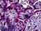 S1P3 antibody, LS-B5933, Lifespan Biosciences, Immunohistochemistry frozen image 